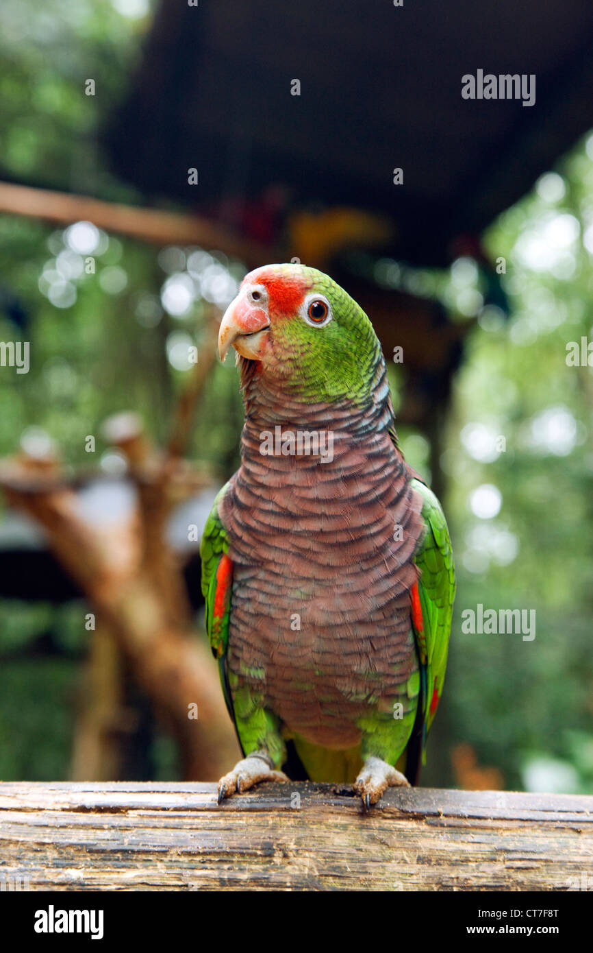 Green Macaw in Parque das Aves or Bird Park Stock Photo