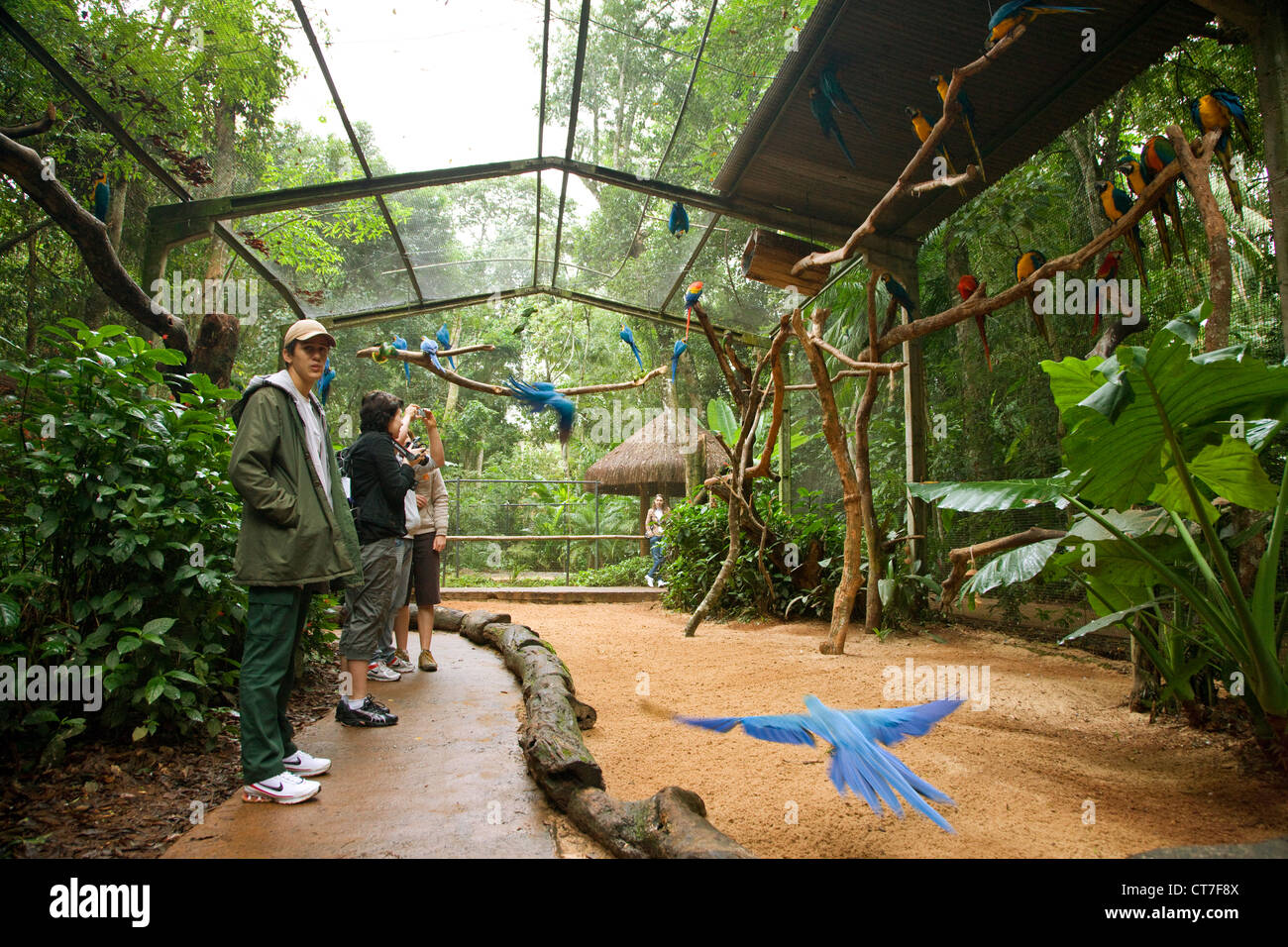 Walk through Parrot aviary in Parque das Aves or Bird Park Stock Photo