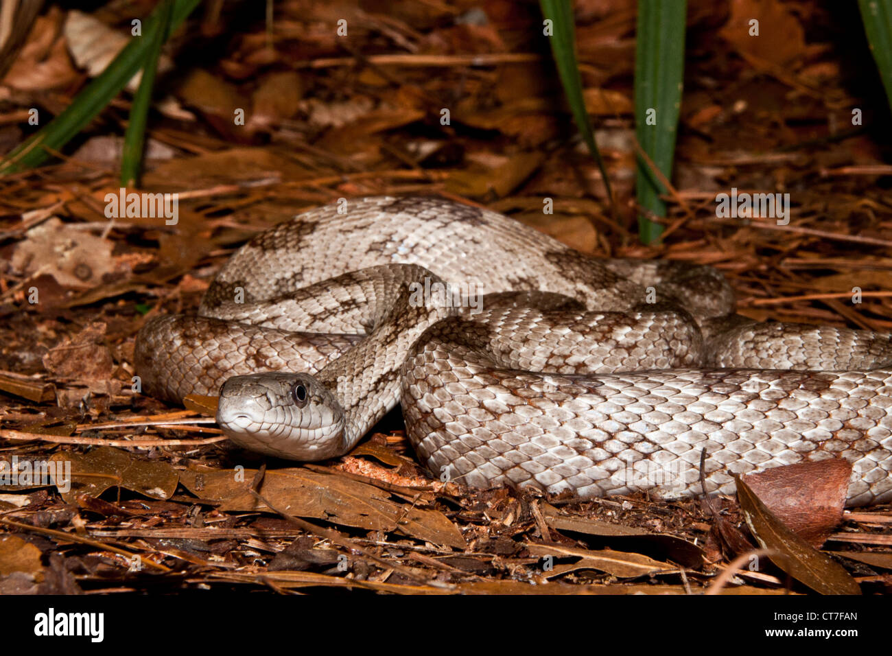 Gray Rat Snake (Elaphe obsoleta spiloides) Stock Photo