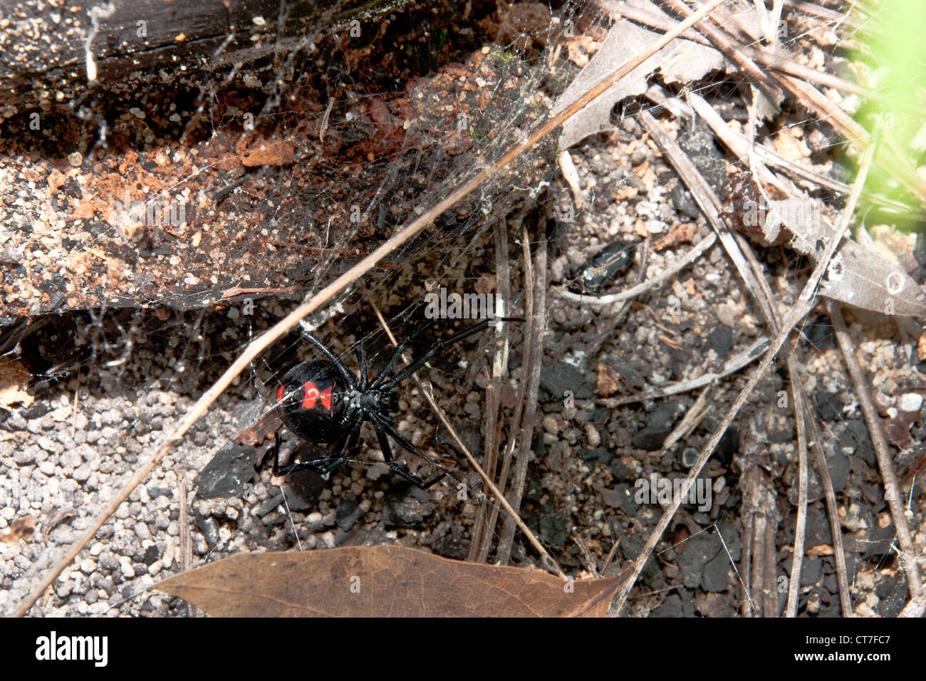 Black Widow Spider (Latrodectus mactans) Stock Photo