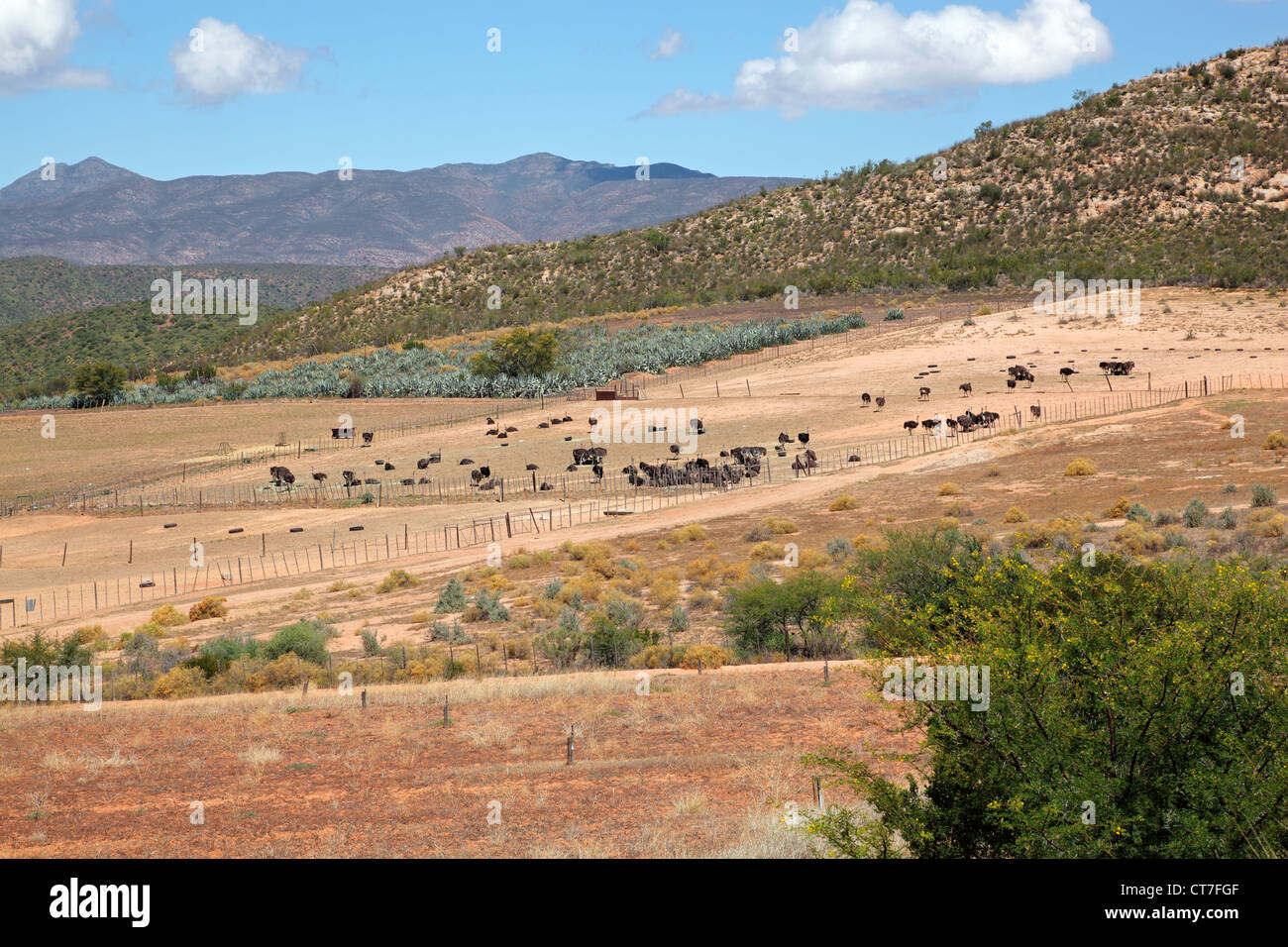 Landscape view of an ostrich farm, Karoo region, Western Cape, South Africa Stock Photo