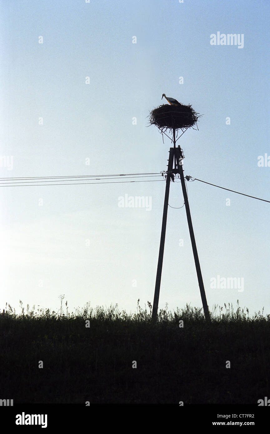 A stork's nest in the region Suwalki, Poland Stock Photo