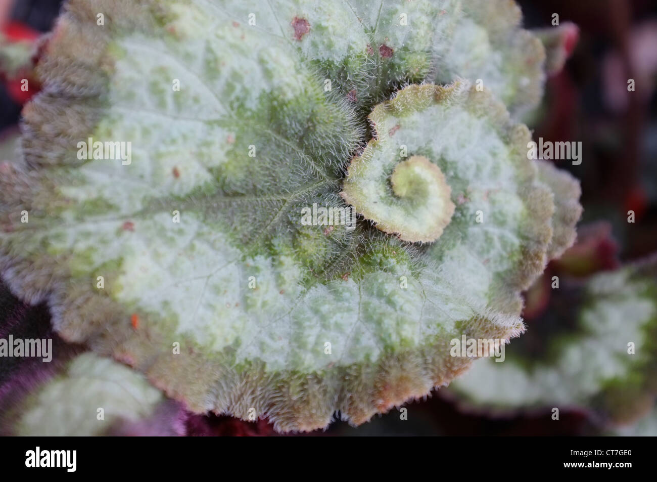 Begonia rex leaf detail close up Stock Photo
