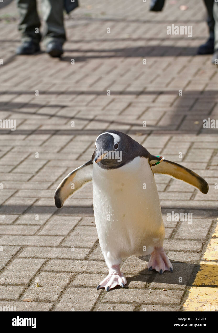 Penguin parade, edinburgh zoo Stock Photo - Alamy