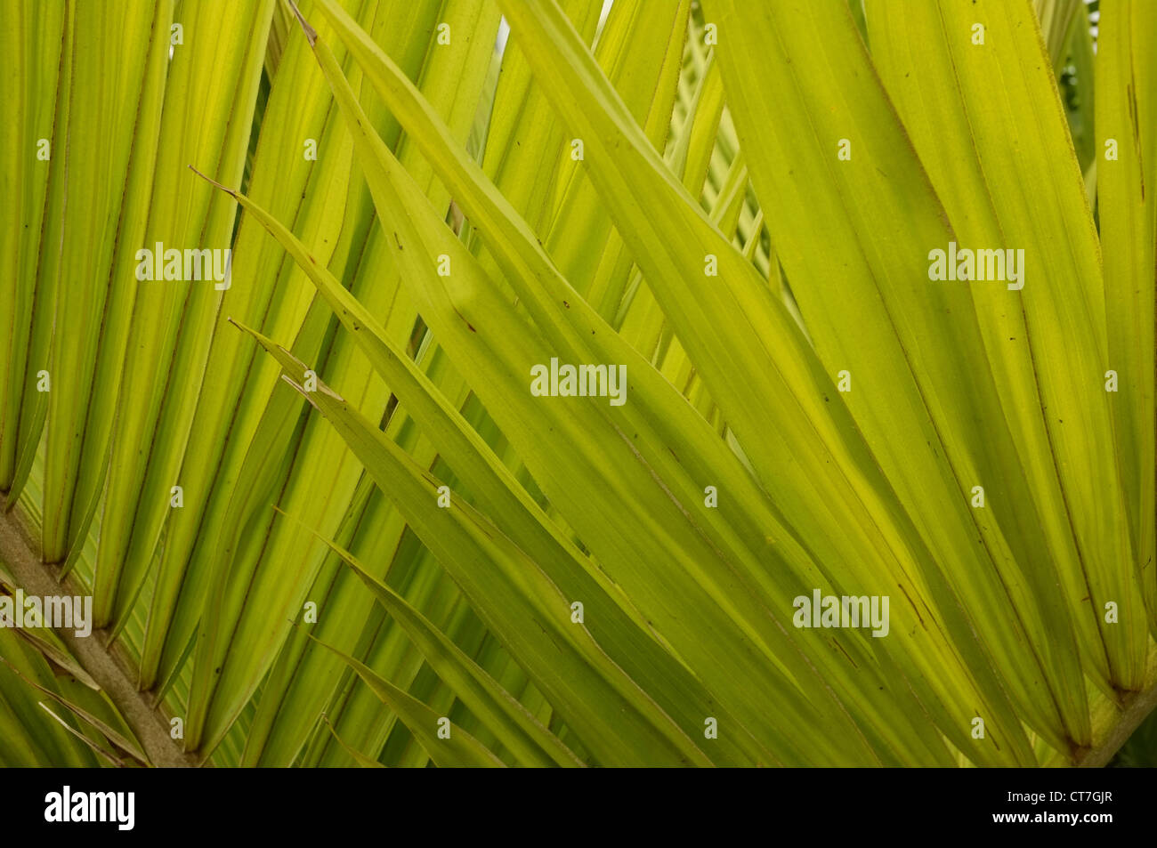 Trachycarpus fortunei (Chusan Palm, Windmill Palm or Chinese Windmill Palm) Close up of palm fronds Stock Photo