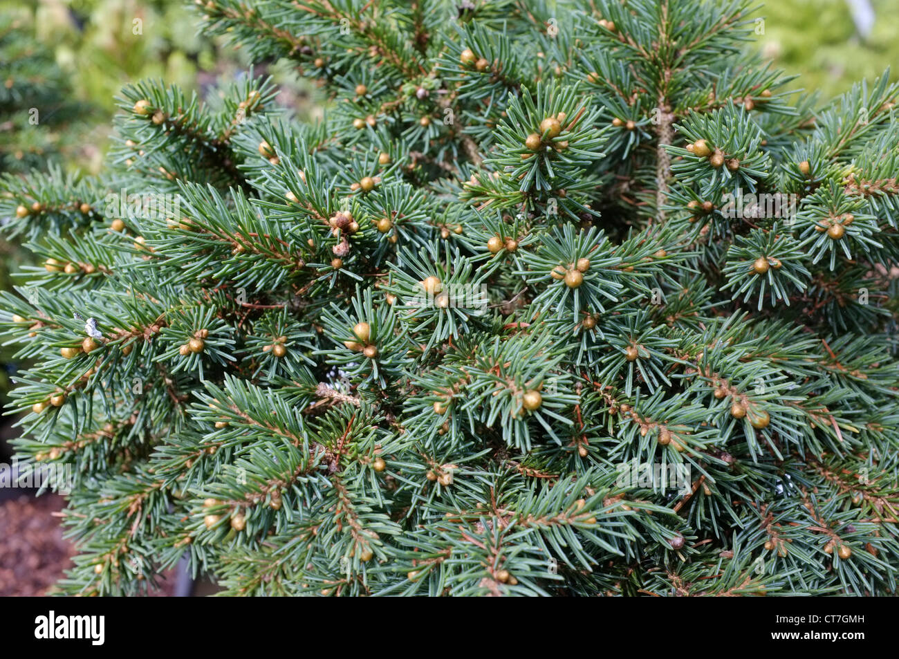 Picea (Christmas tree) abies glauca Stock Photo