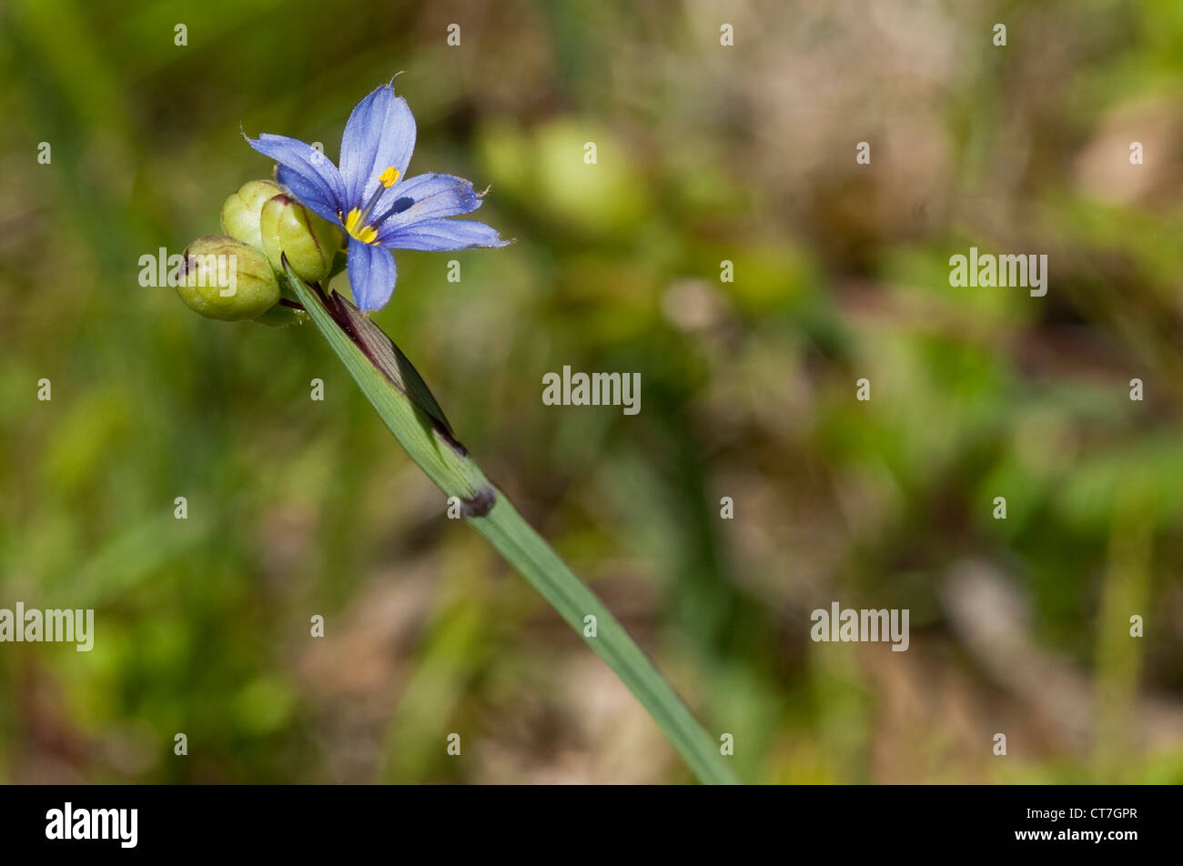 Blue-eyed Grass with pollen on the petals in a field in Maine in the spring. Stock Photo