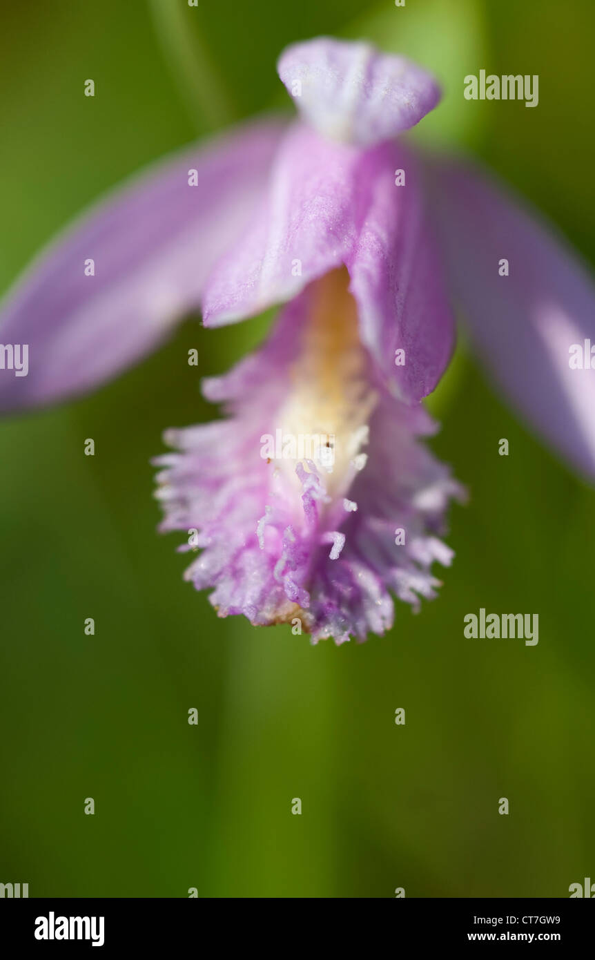 A Rose Pogonia in a field in Maine in the spring. Stock Photo