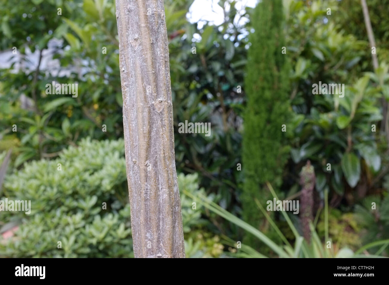 Toothed lancewood or horoeka, (Pseudopanax ferox) Trunk Detail Stock Photo