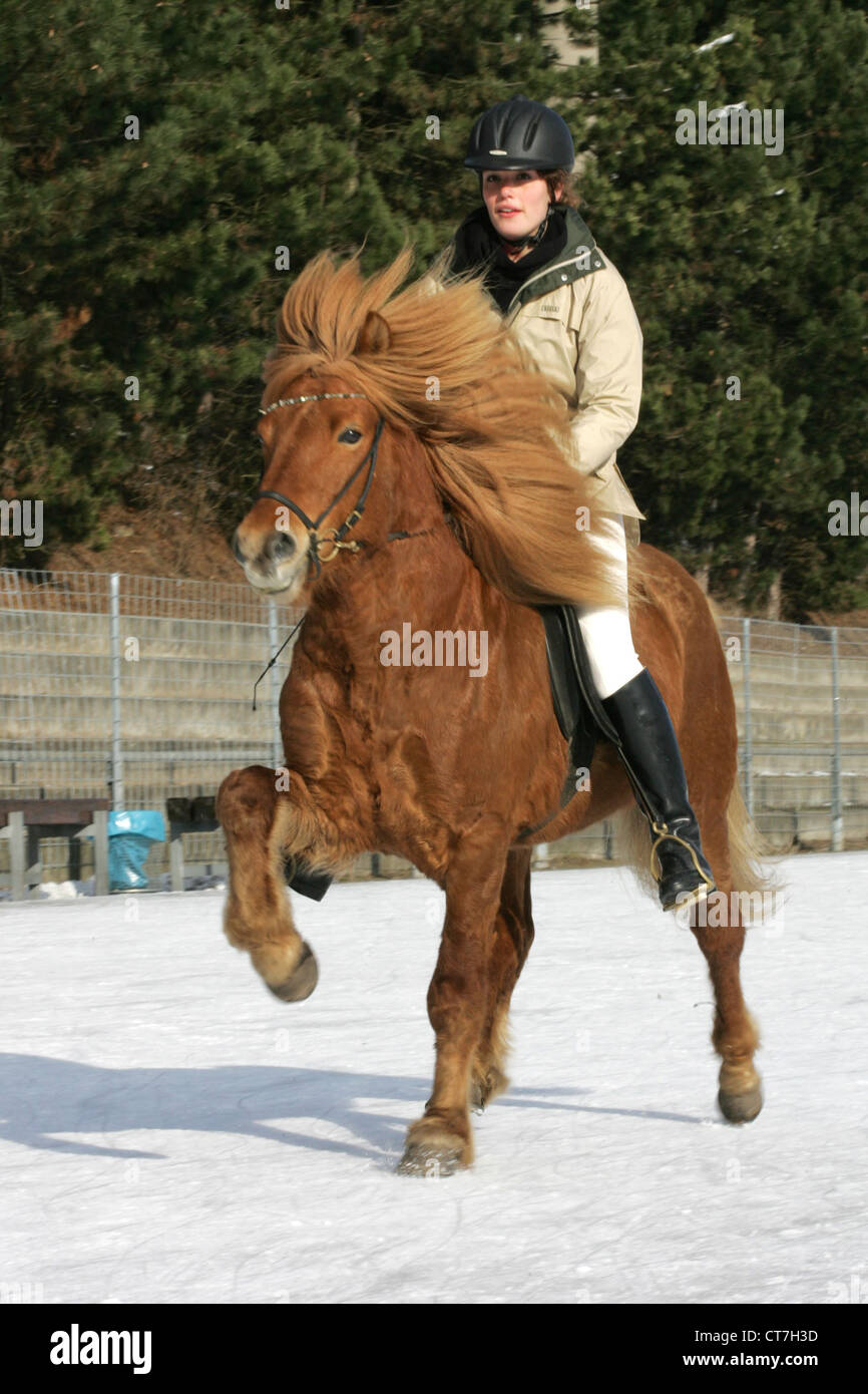 Berlin, an Iceland horse with rider in motion Stock Photo