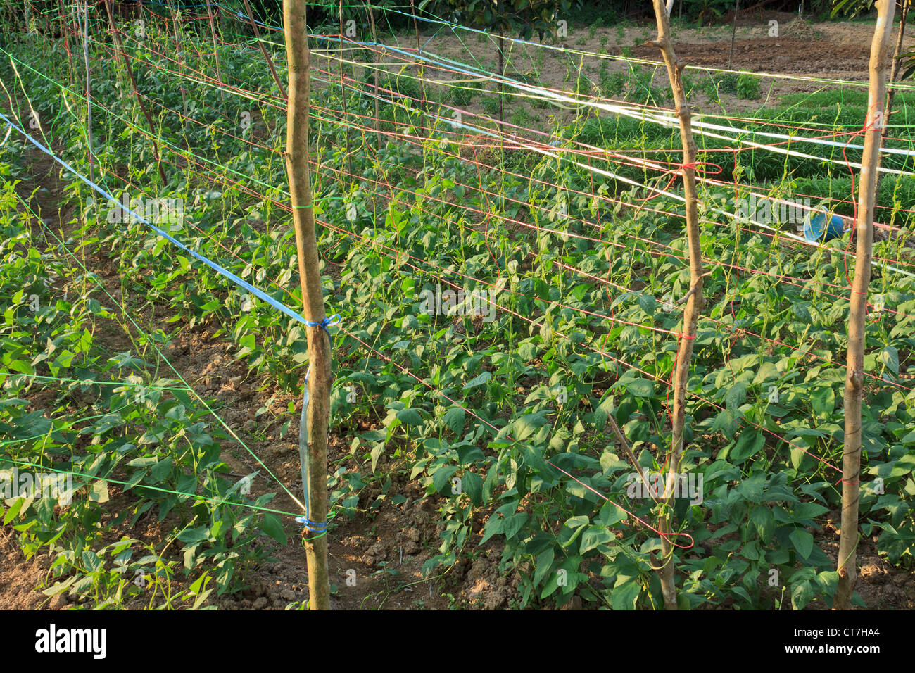 Cowpea or yard long bean (Vigna sinensis) vegetable farm in Thailand Stock Photo