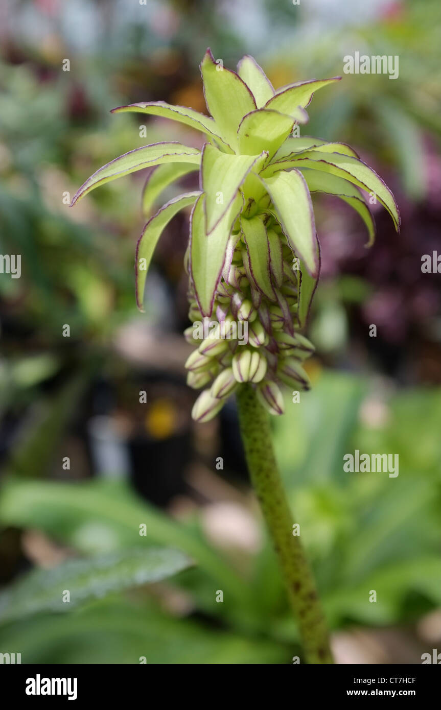 Eucomis bicolour or Pineapple Lily - Family: Asparagaceae, from South Africa Stock Photo