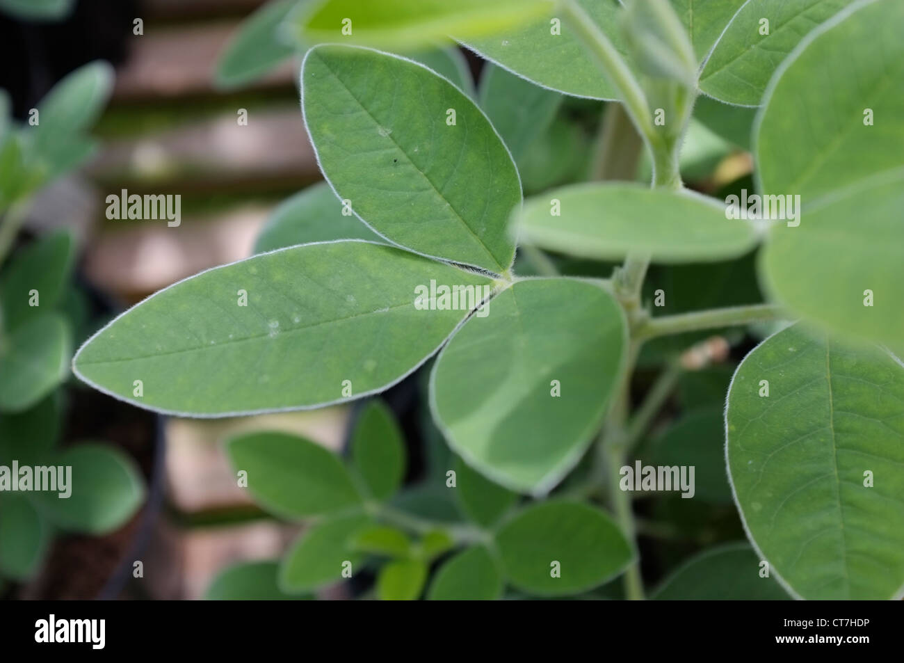 Papilionaceae plants hi-res stock photography and images - Alamy