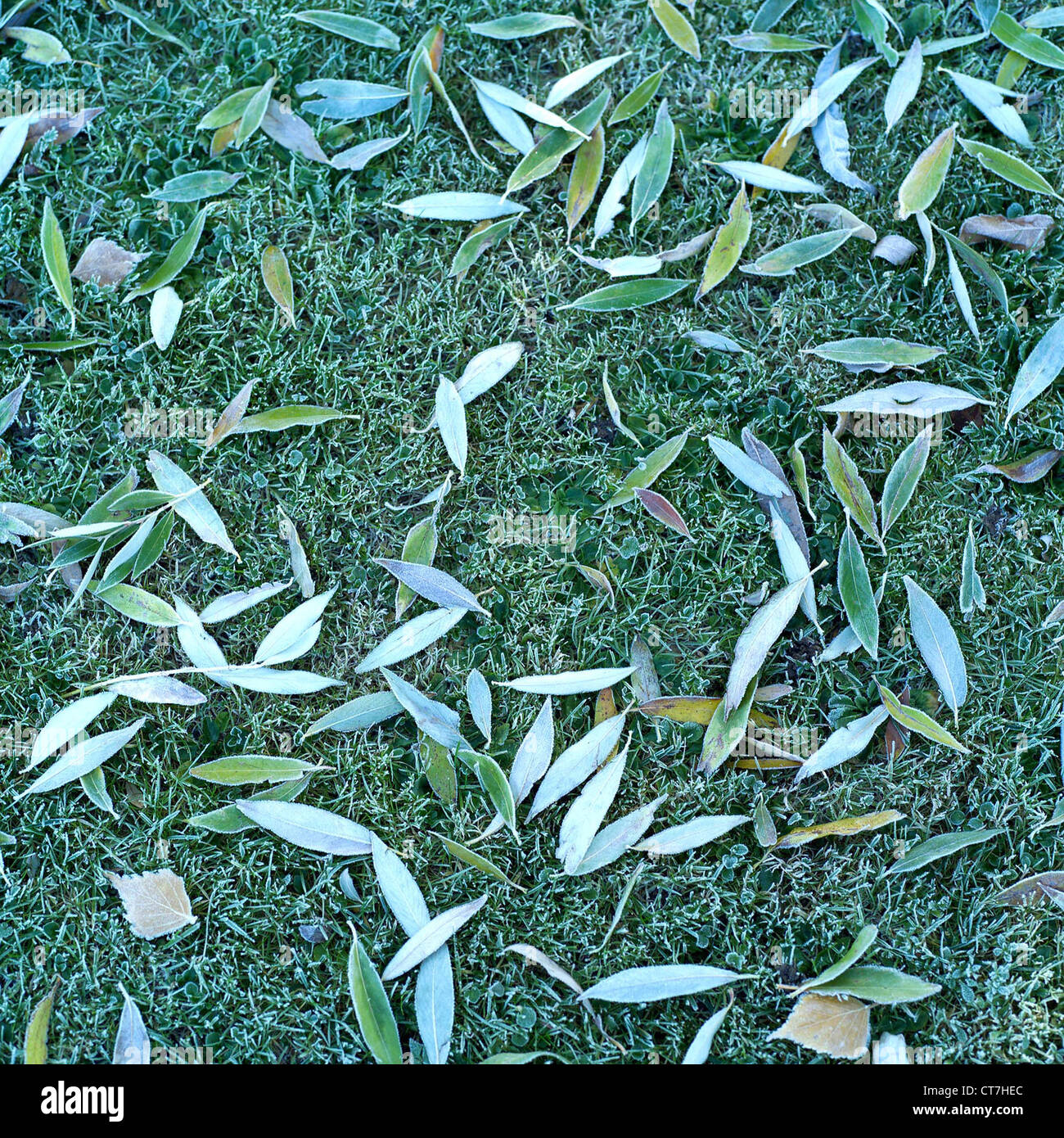 Hoar frost covered leaves hi-res stock photography and images - Alamy