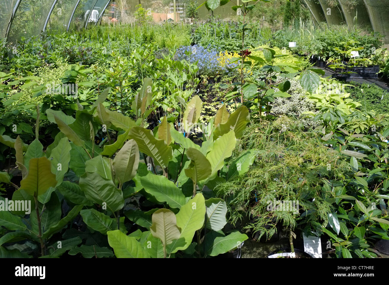 Exotic plant nursery Inside a shade netting green house to control