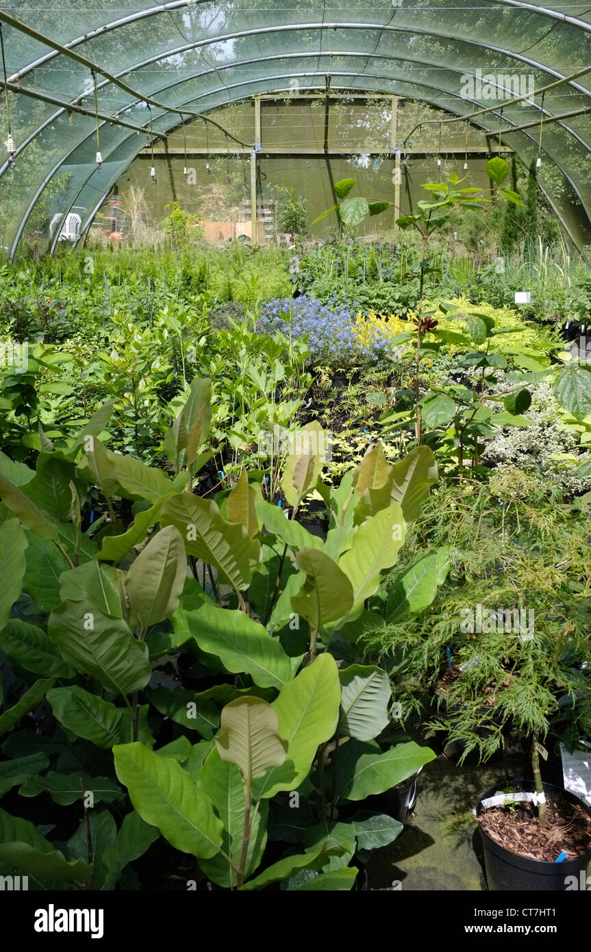 Exotic plant nursery Inside a shade netting green house to control