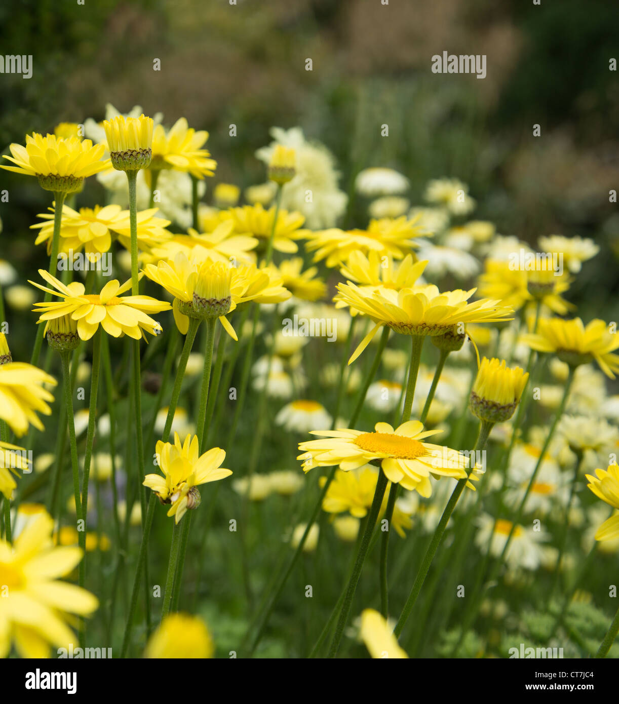 yellow anthemis daisy E.C.Buxton Stock Photo