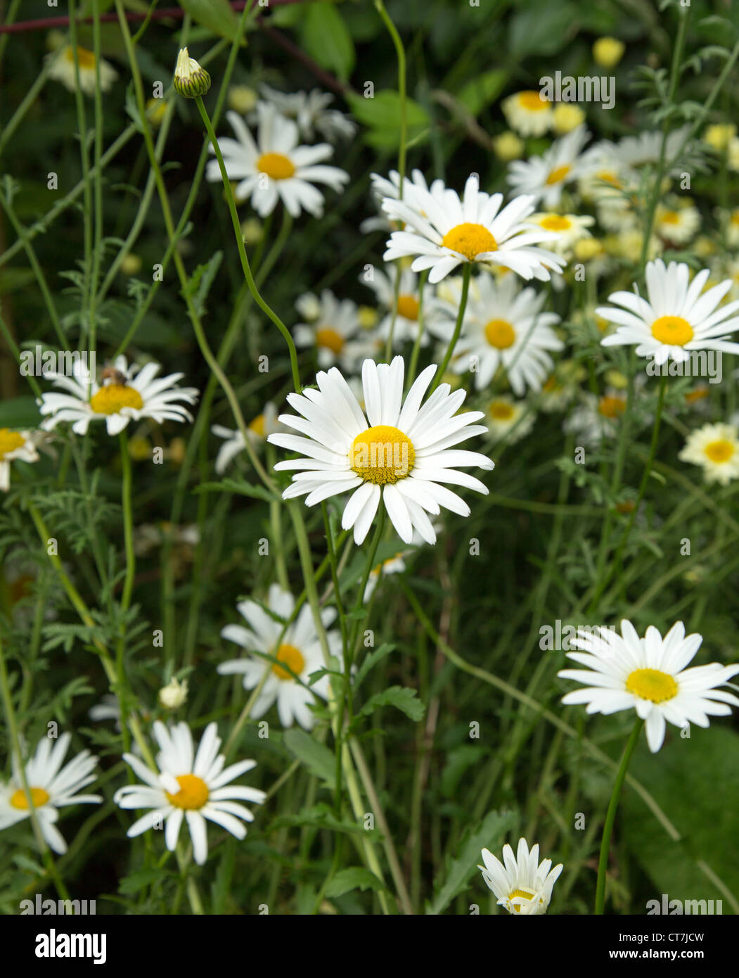 oxeye daisy leucanthemum vulgare Stock Photo