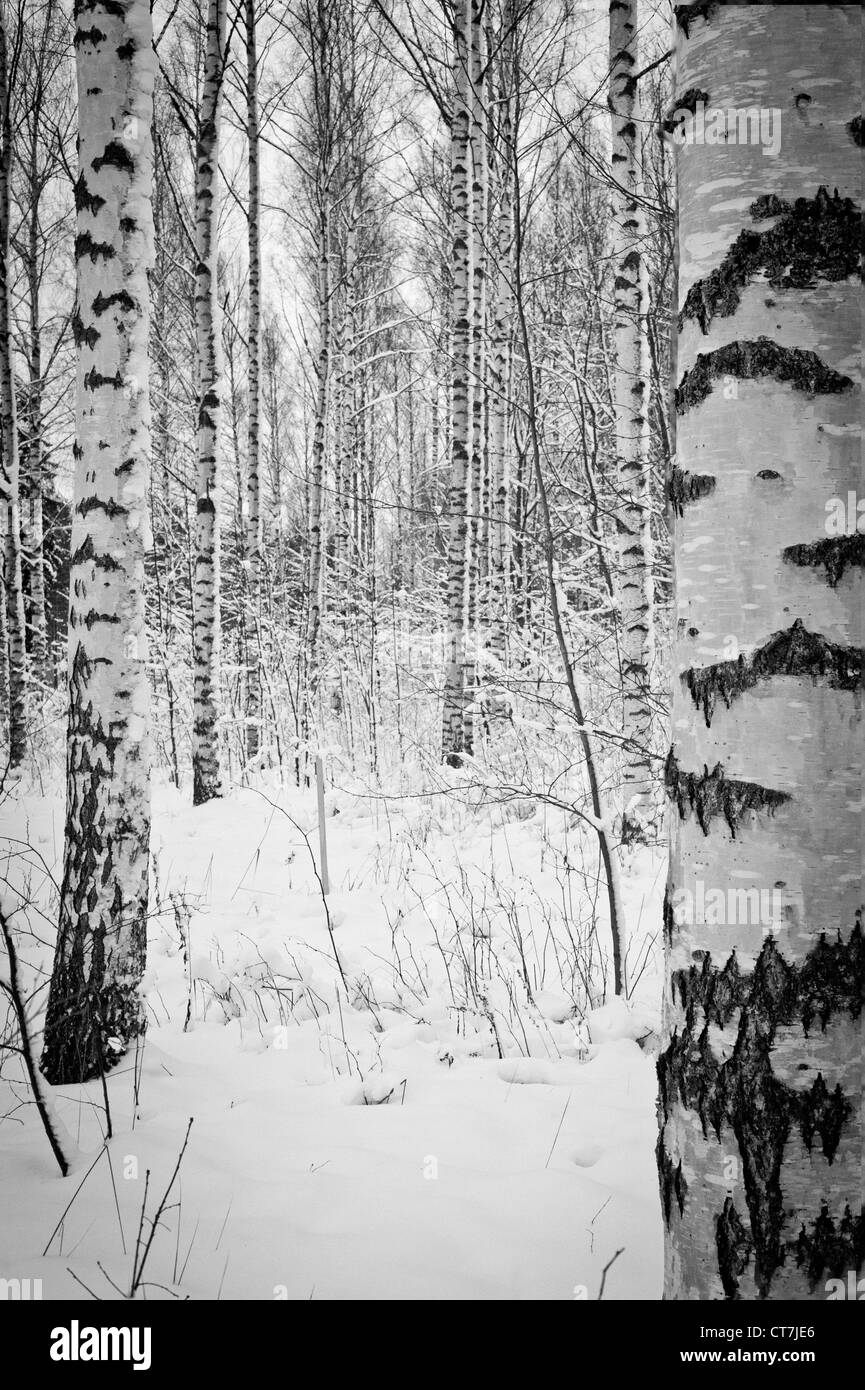 Birch forest in winter covered in snow Stock Photo