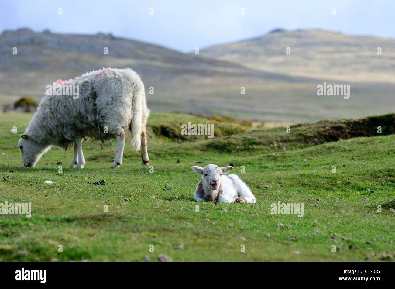 Dartmoor whiteface ewe and lamb on Dartmoor with Yes Tor and West Mill Tor in the background Stock Photo