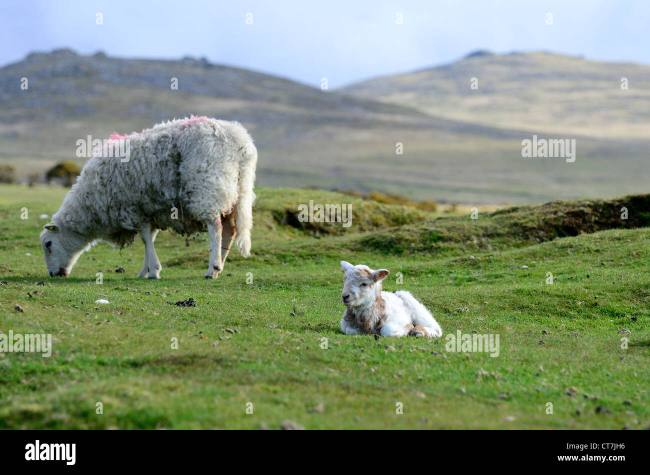 Dartmoor whiteface ewe and lamb on Dartmoor with Yes Tor and West Mill Tor in the background Stock Photo