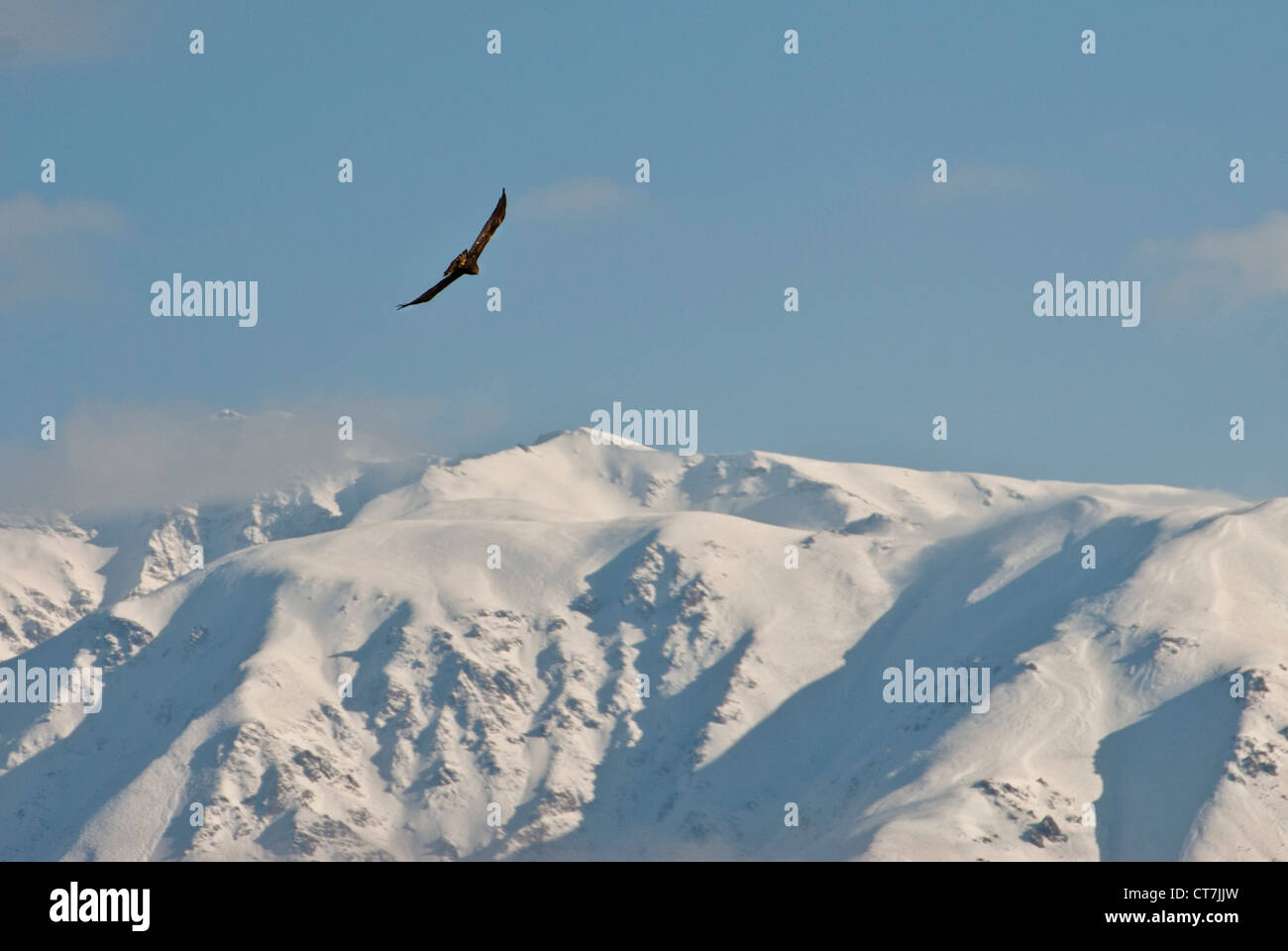 Golden eagle flying above the Alborz mountain range, Alamut, Iran Stock Photo