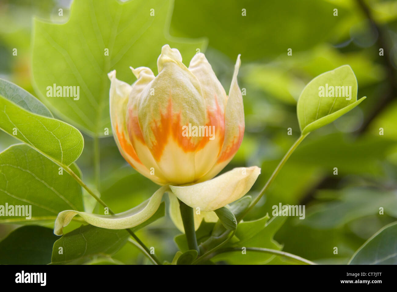 Liriodendron tulipifera Stock Photo