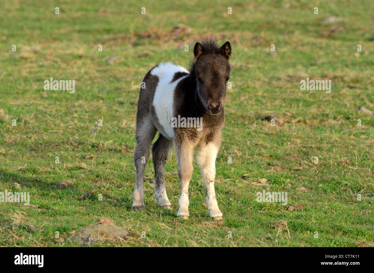 Shetland pony foal Stock Photo