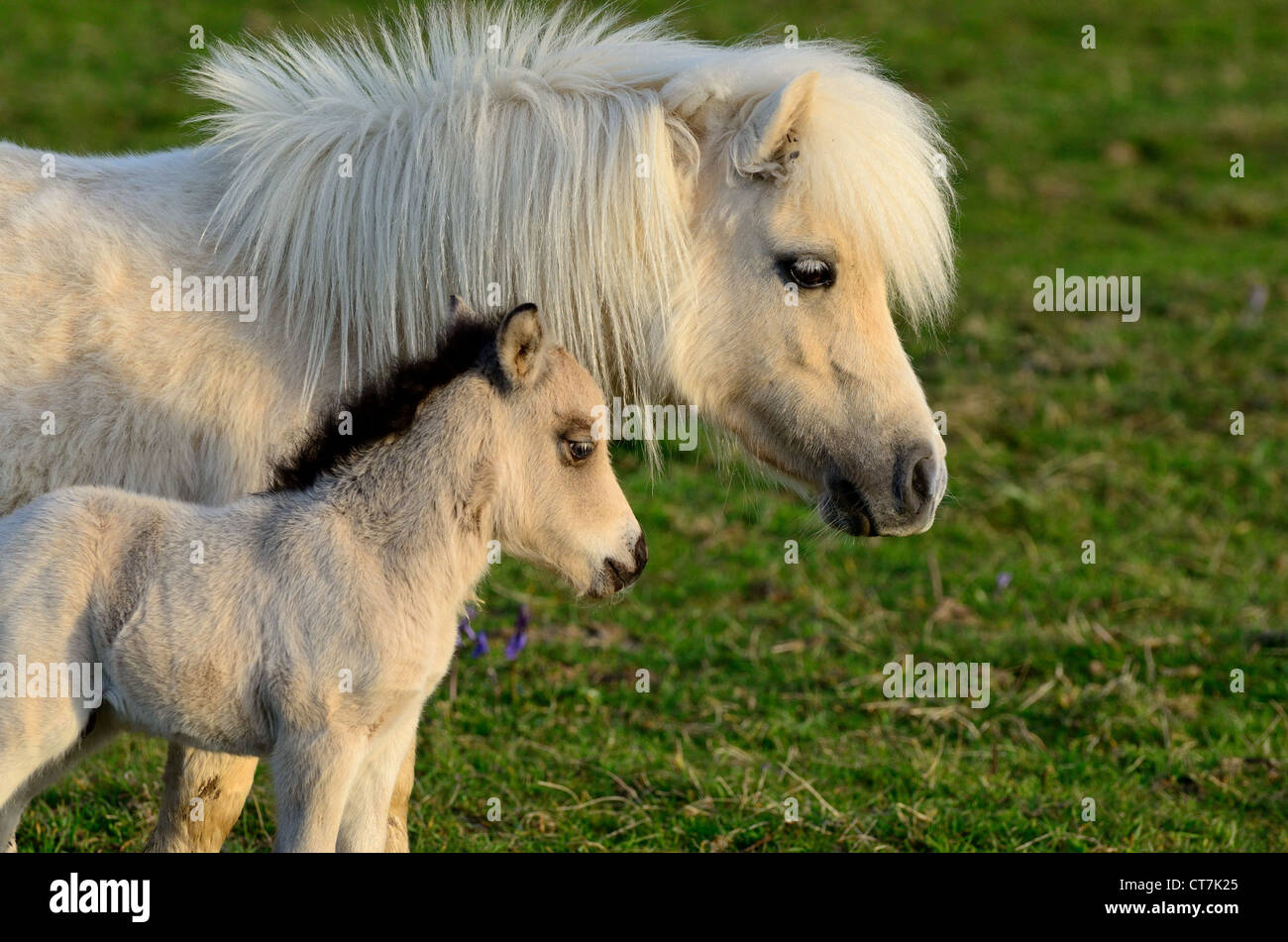 Shetland Pony foal standing beside it's mother Stock Photo