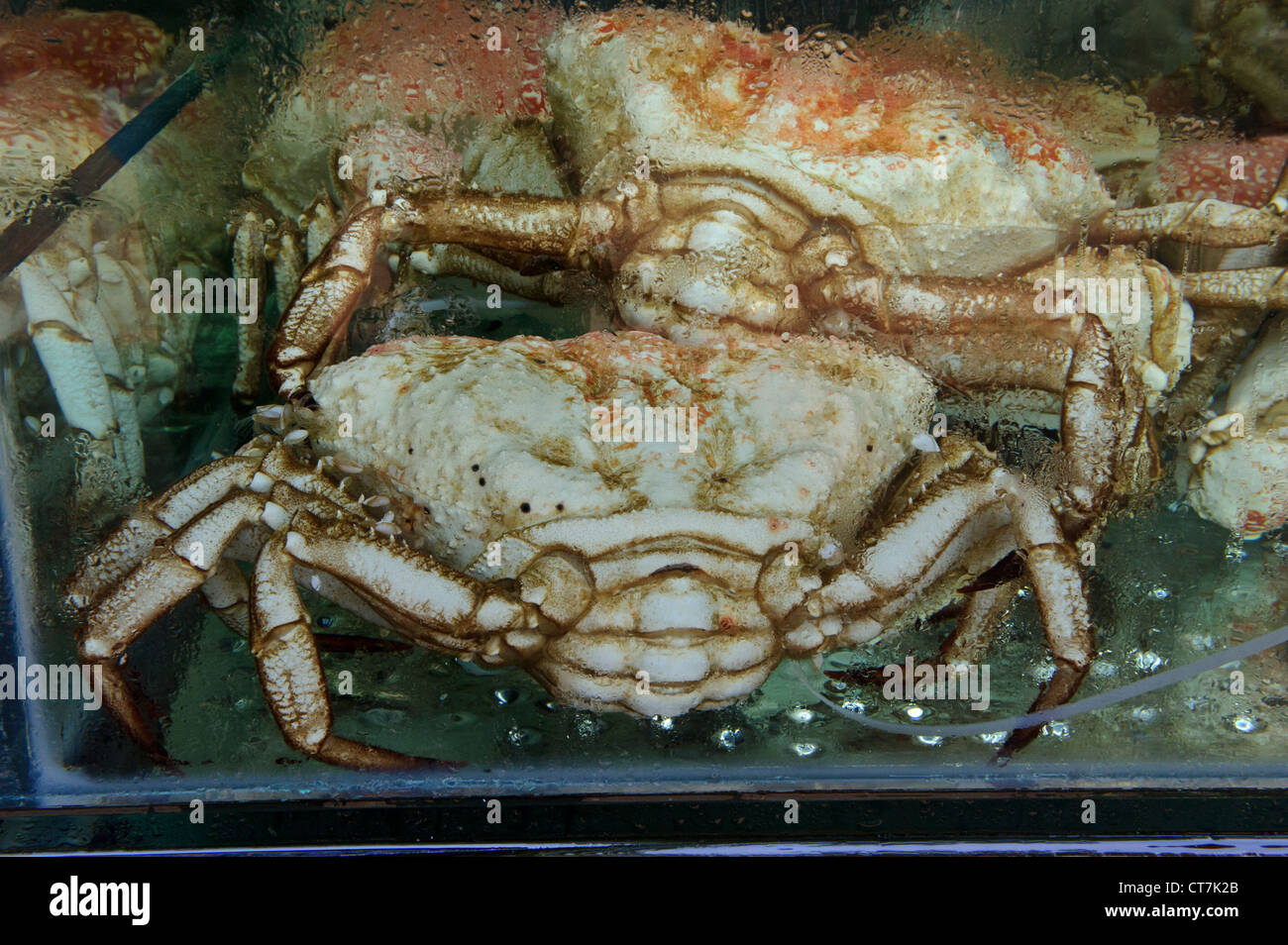 Live King Crabs, Boat Quay, Singapore Stock Photo Alamy