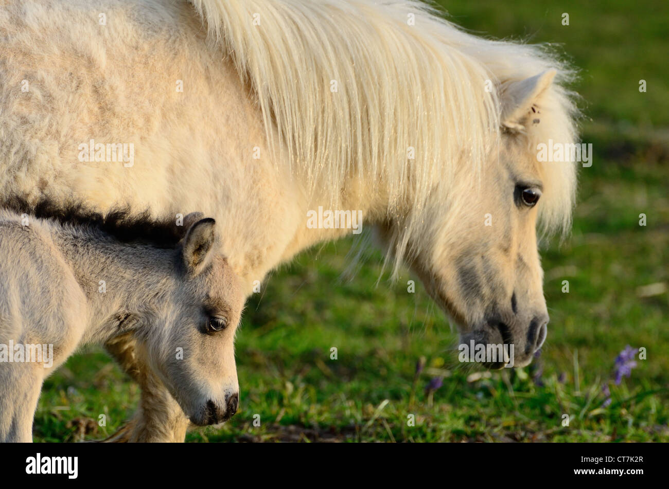 Shetland Pony foal walking beside it's mother Stock Photo