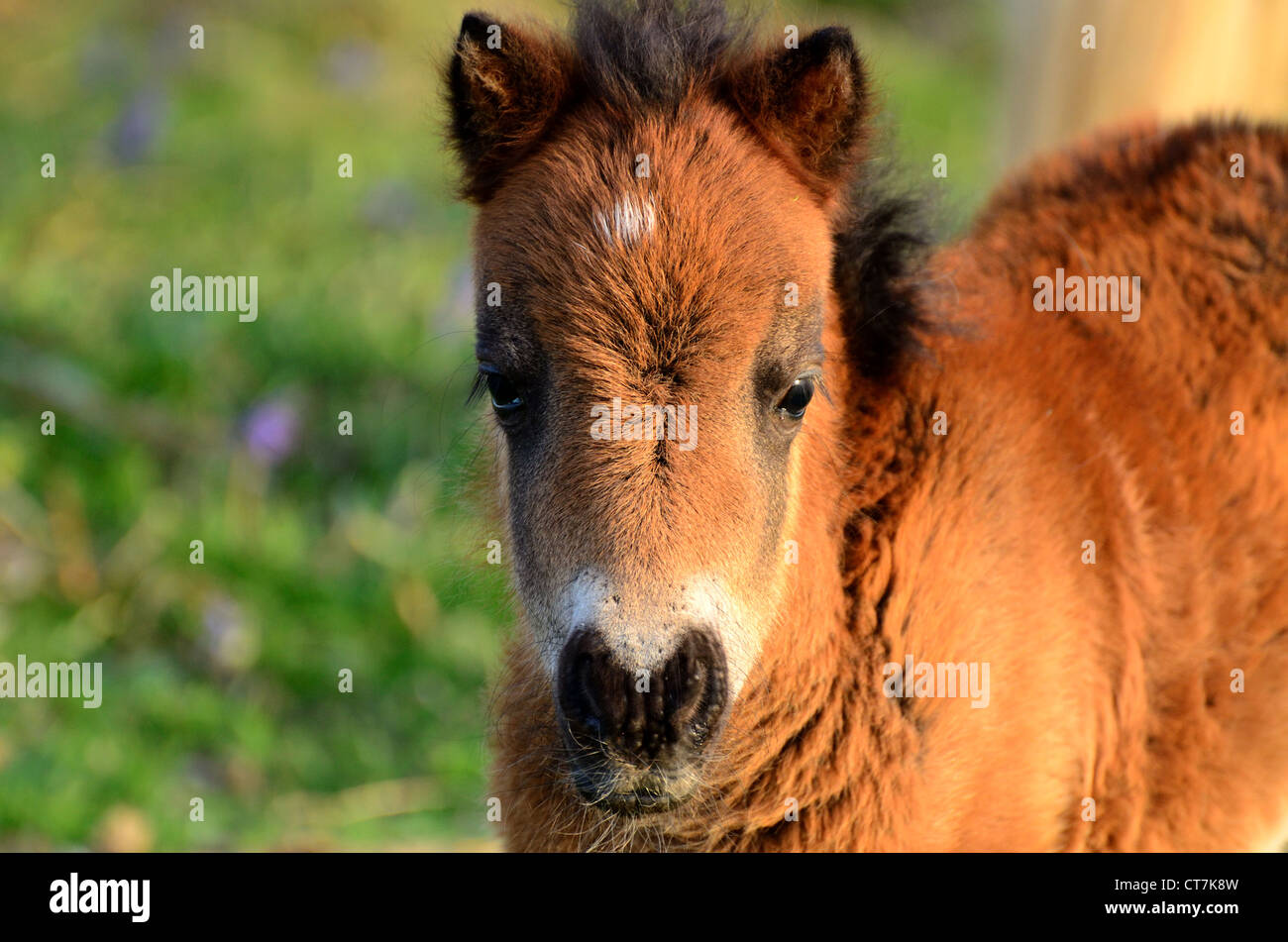 Shetland pony foal Stock Photo