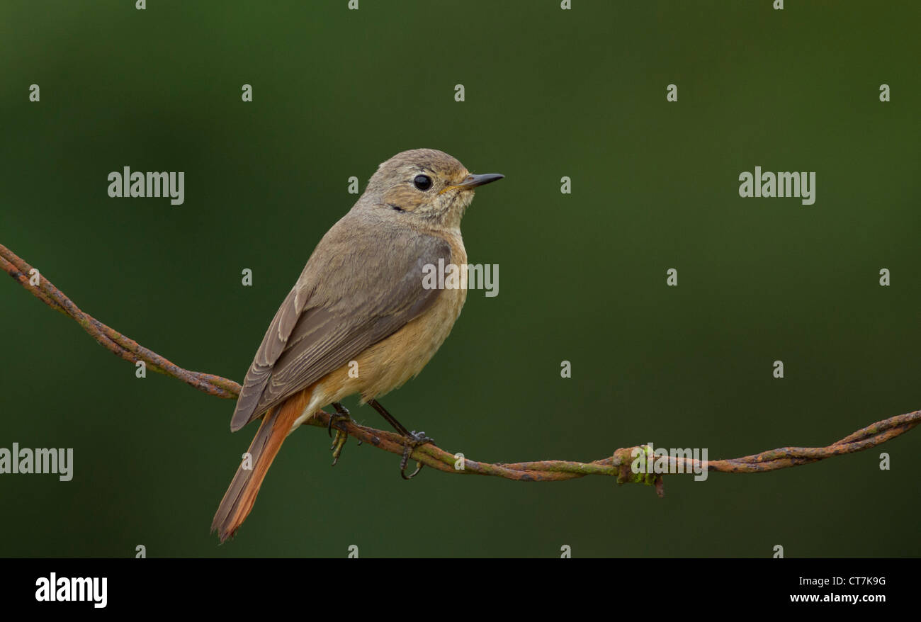 Female Redstart On Barbed Wire Stock Photo