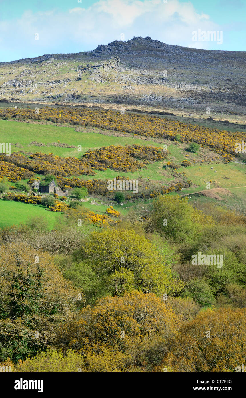 A spring time view of Belstone Tor on Dartmoor Stock Photo
