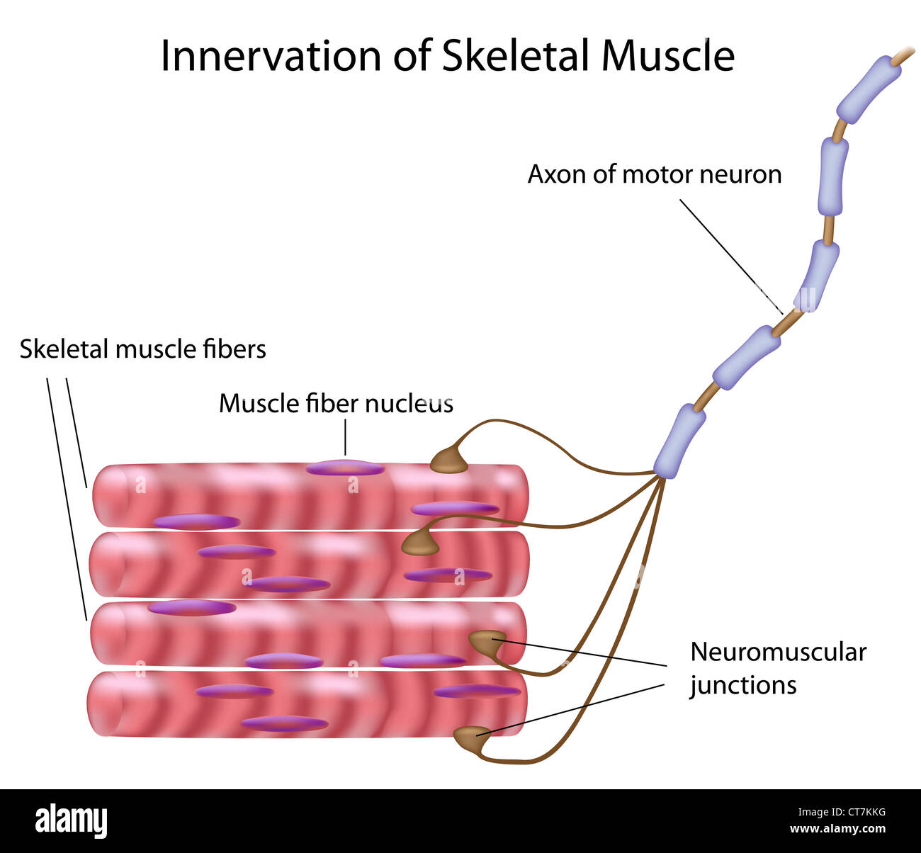 Skeletal Muscle Innervation Stock Photo Alamy Skeletal Muscle Innervation Stock Photo Alamy