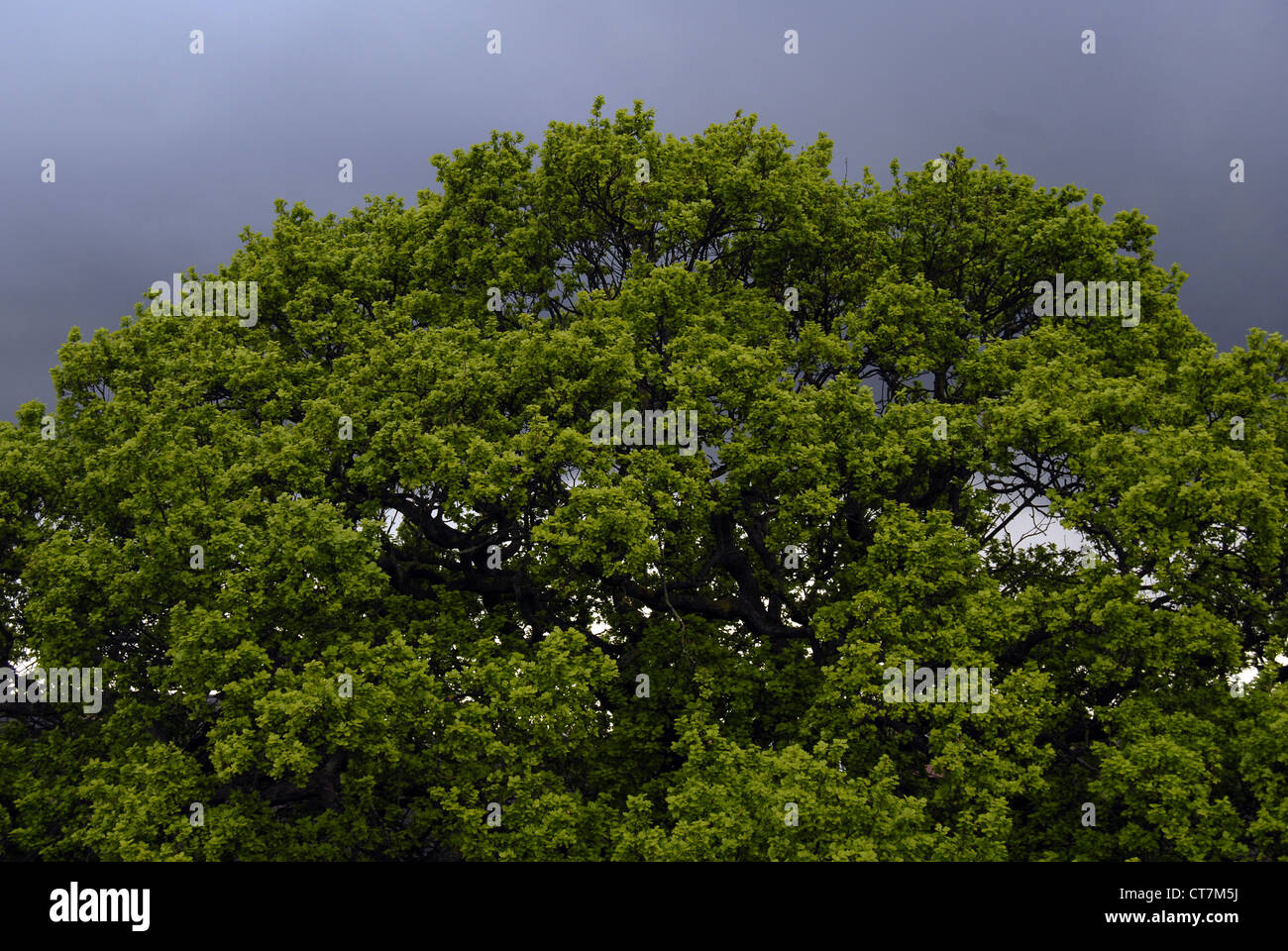 Single tree against dark sky hi-res stock photography and images - Alamy