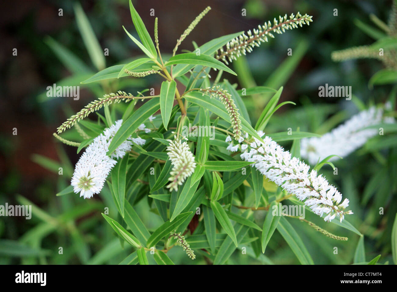 Hebe (White Flowering) Stock Photo
