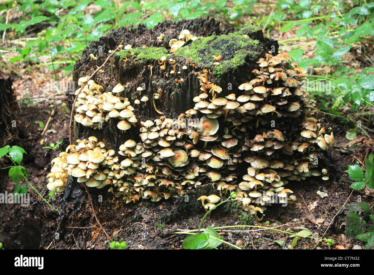 Mushrooms & Toadstools Stock Photo