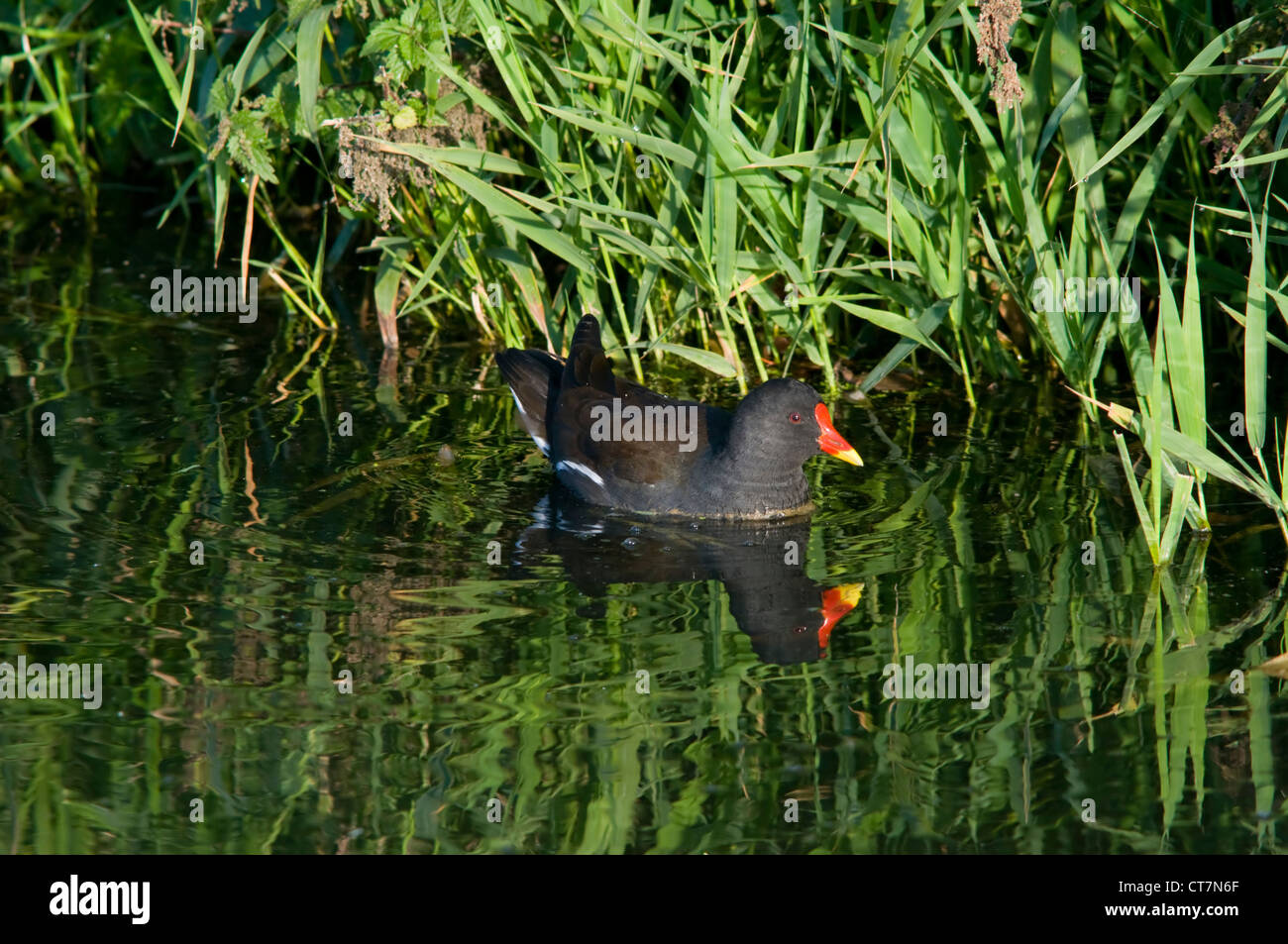 A moorhen glides along the edge of the rushes in the morning sun, shown reflected in the water. Stock Photo