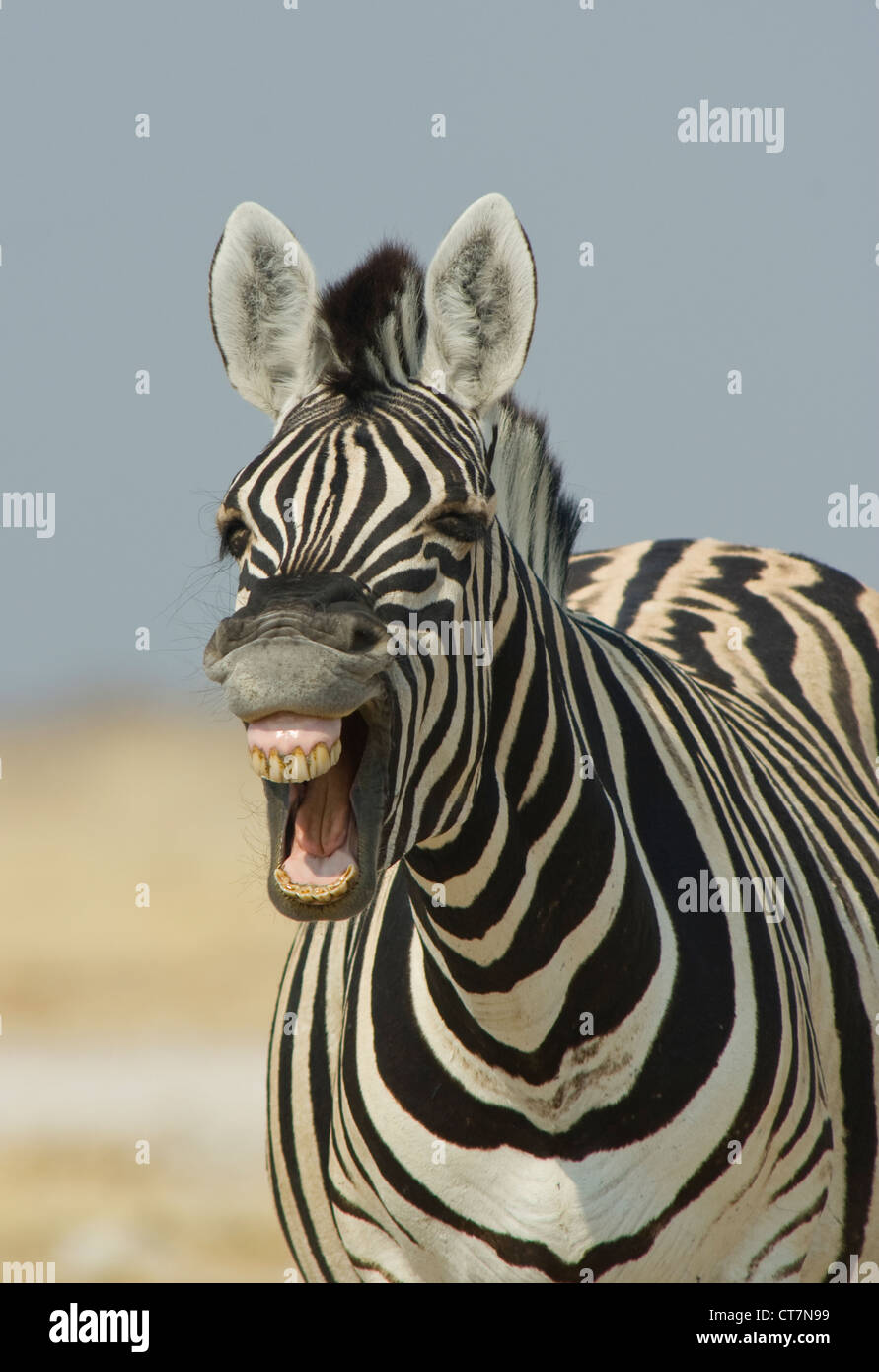Burchell's Zebra (Equus quagga) laughing, Etosha National Park, Namibia Stock Photo