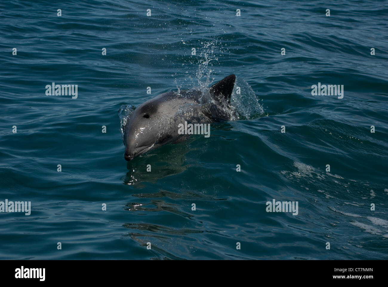 Heaviside's Dolphin (Cephalorhynchus heavisidii) in Lambert's Bay, South Africa Stock Photo