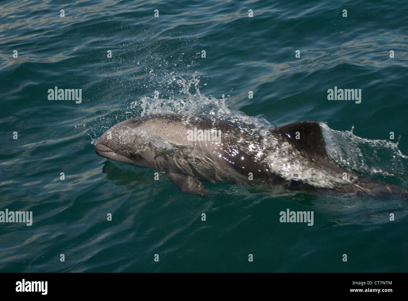 Haviside's Dolphin (Cephalorhynchus heavisidii) in Lambert's Bay, South Africa Stock Photo