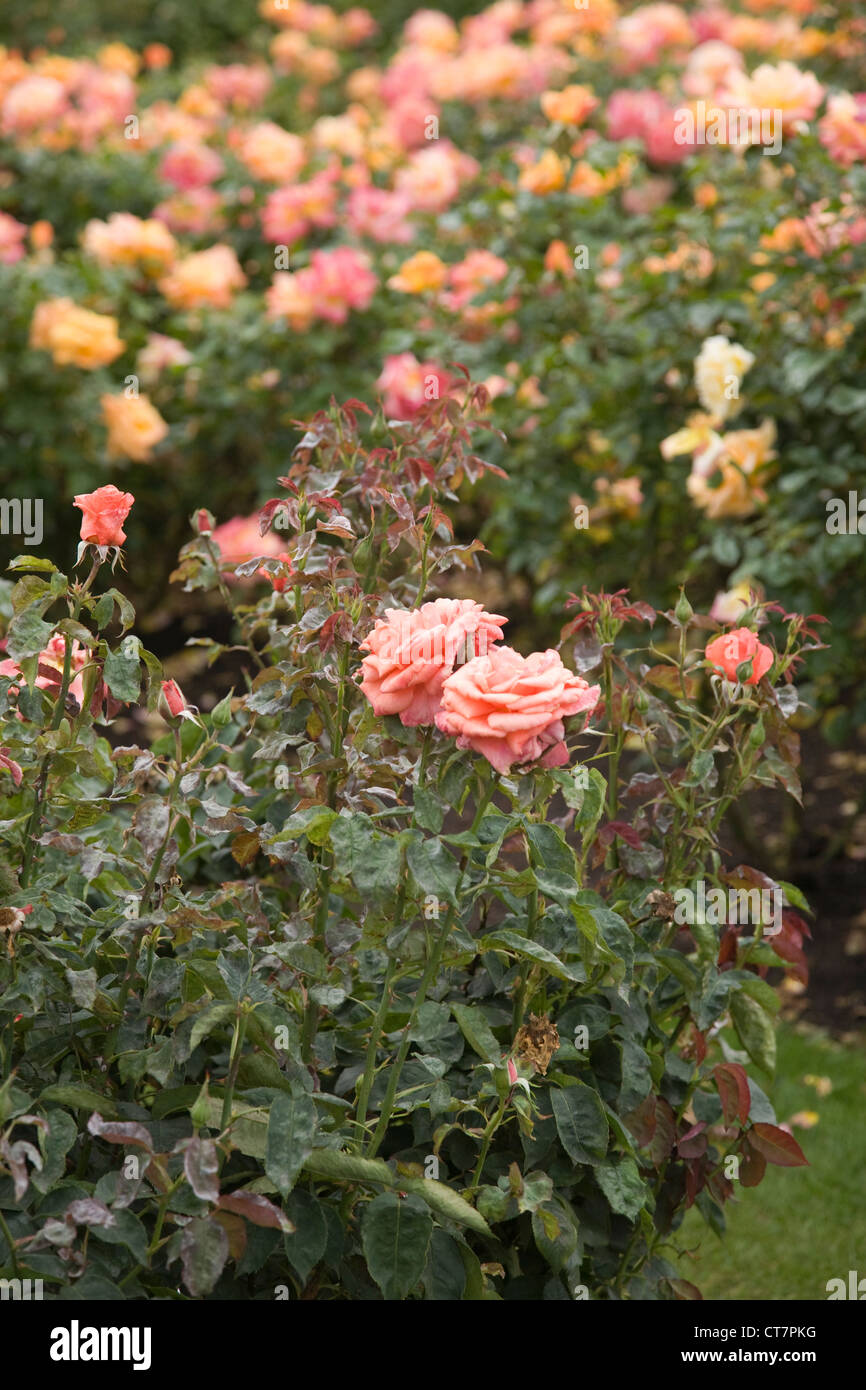 Blooming Rose Garden Stock Photo Alamy Blooming Rose Garden Stock Photo Alamy