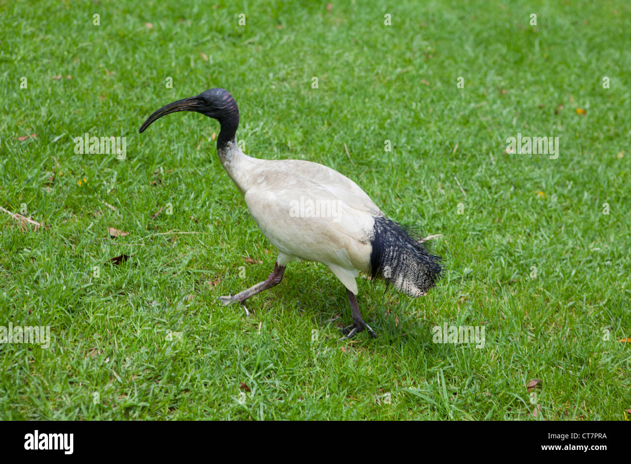 An Australian Ibis bird in Hyde Park in Sydney Stock Photo Alamy
