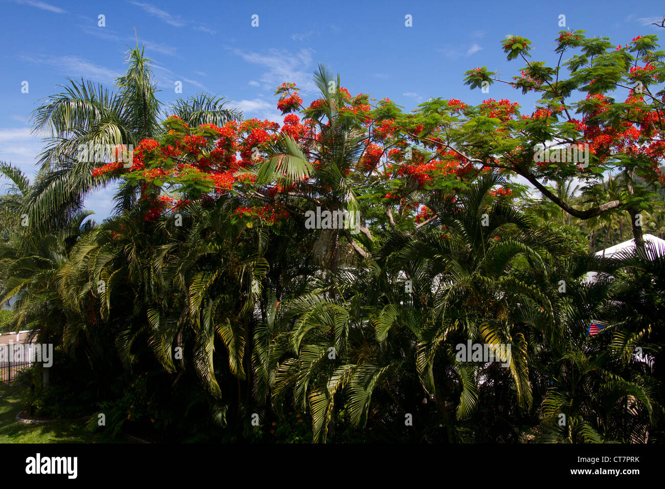 Red-flowering Poinciana (Delonia regia) trees and Palm trees, Trinity Beach, North Queensland, Australia Stock Photo