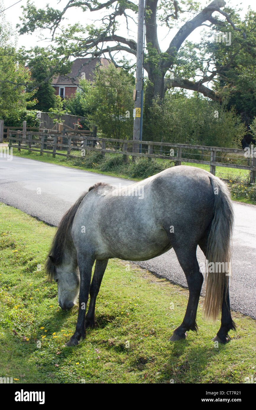 Pony grazing near road in The New Forest, Hampshire Stock Photo - Alamy
