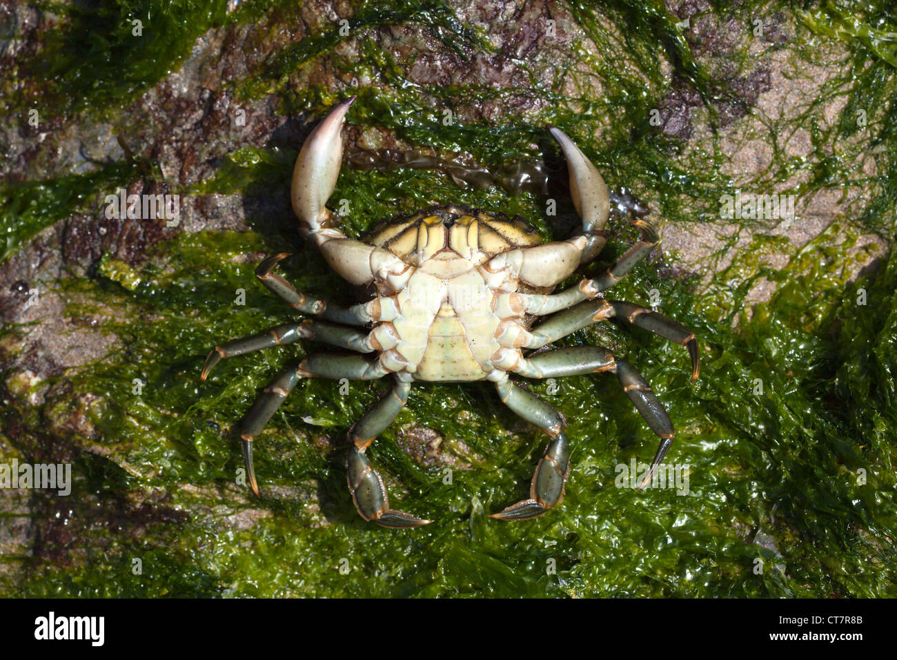 English dead crab hires stock photography and images Alamy