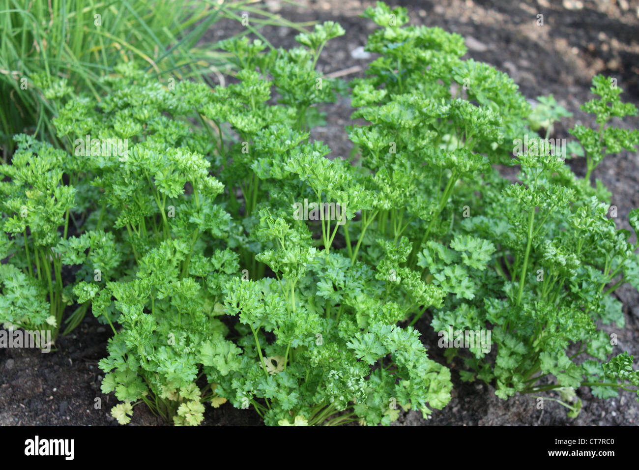 Home grown parsley Stock Photo Alamy