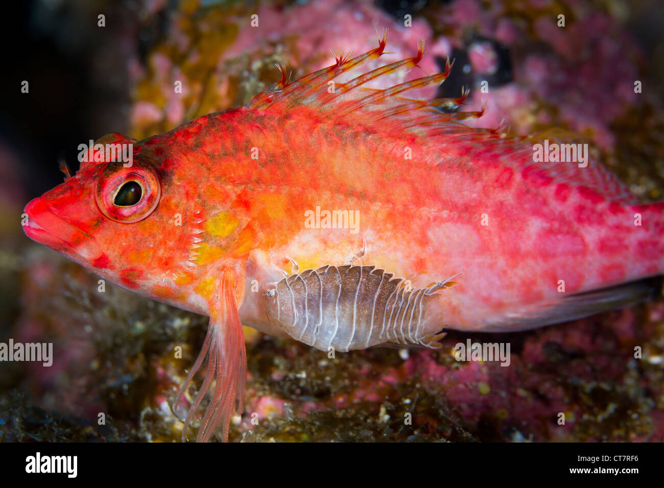 Parasitic fish isopod hi-res stock photography and images - Alamy