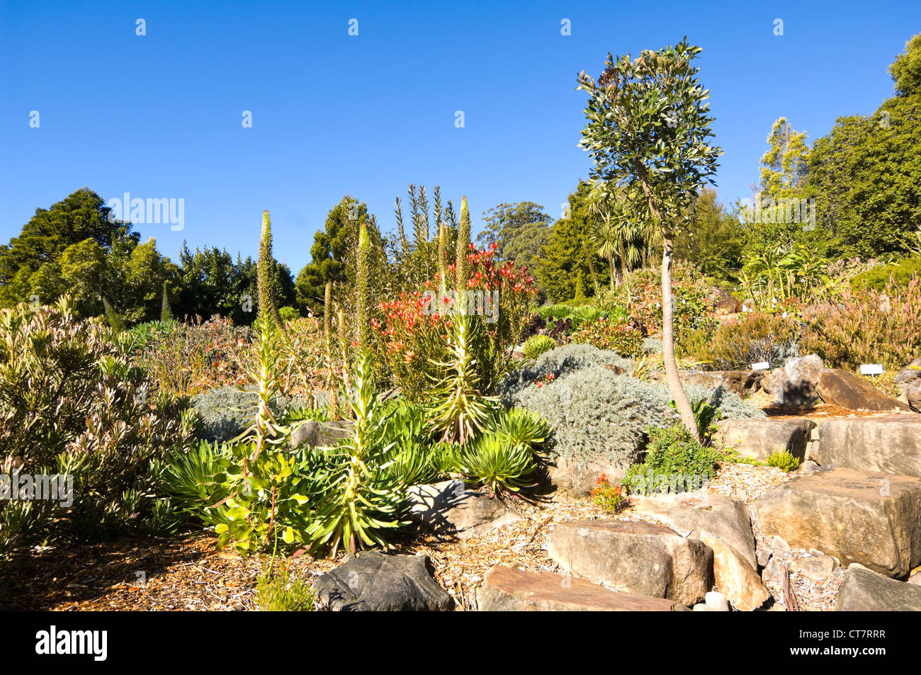 Blue Mountains Botanic Garden, Mount Tomah, New South Wales, Australia Stock Photo Alamy
